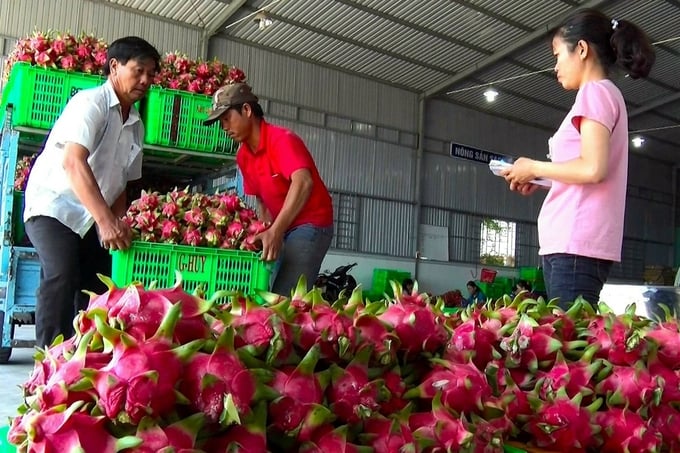 Hợp tác xã thanh long Thuận Tiến, xã Hàm Liêm (huyện Hàm Thuận Bắc, Bình Thuận) thu mua thanh long các thành viên. Ảnh: KS.