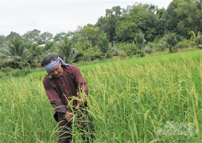 Azolla in the field provides organic fertilizer for the rice plants to grow, creating hand-length rice flowers heavy with grains. Photo: Trung Chanh.