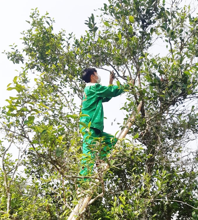 Người dân phải bắc thang để thu hoạch chè. Ảnh: Đinh Mười.