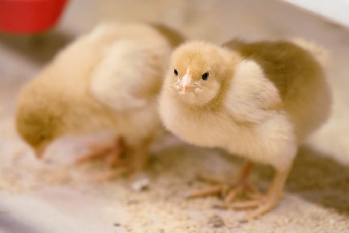Numerous collaborative efforts have been made in Vietnam over the past few years with regards to the field of antibiotic resistance prevention and control. Photo: Tung Dinh.