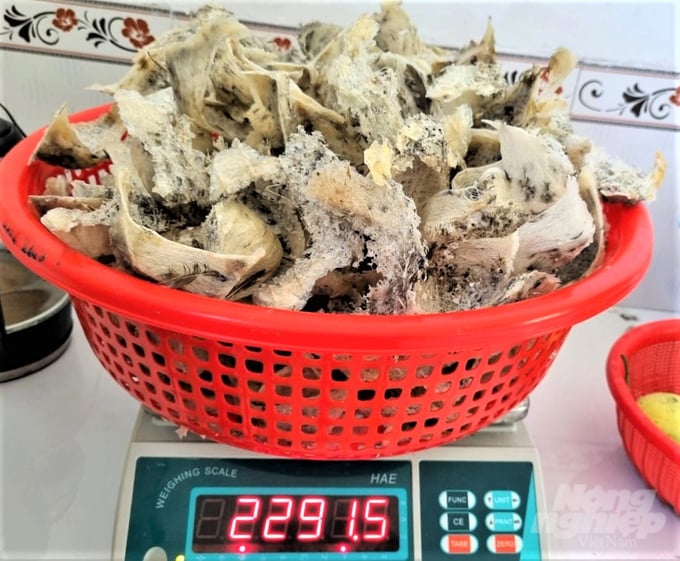With nearly 3,000 swiftlet farms and an annual output ranging from 15 to 17 tons, Kien Giang is currently paving the way for the official export of swiftlet nests to China. Photo: Trung Chanh.