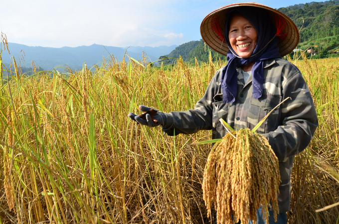 Chị Mạch đang hái từng bông lúa bằng hép. Ảnh: Dương Đình Tường.