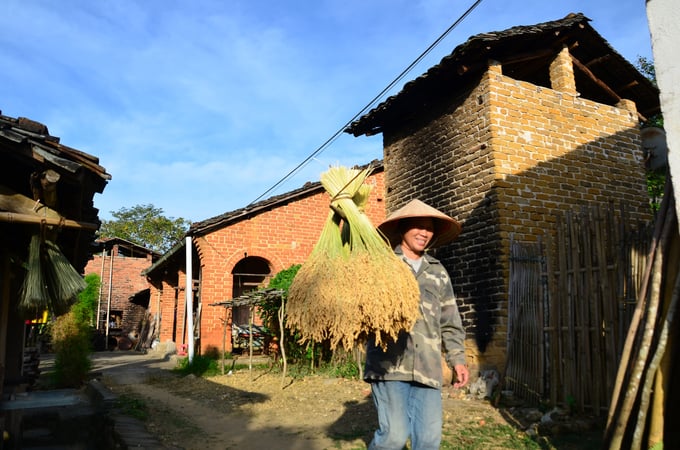 Chị Mạch gánh lúa về nhà. Ảnh: Dương Đình Tường.