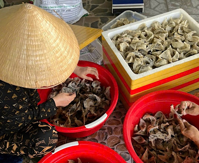 huong-den-cong-dong-quan-ly-nuoi-chim-yen-ben-vung-134518_968.jpg Tổ yến được sơ chế bán trực tiếp cho người tiêu dùng. Ảnh: Minh Đảm.