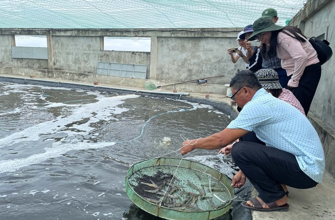 Tôm nuôi phát triển tốt, hạn chế được các loại bệnh làm người nuôi rất an tâm. Ảnh: T.Phùng.