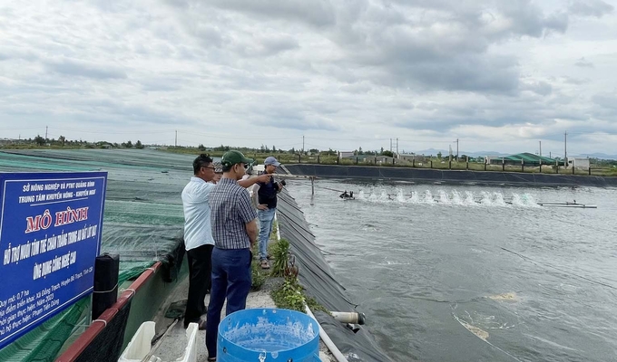 Mô hình nuôi tôm thẻ chân trắng trong ao đất lót bạt tại xã Đồng Trạch, mở ra hướng đi mới cho người nuôi. Ảnh: T.Phùng.
