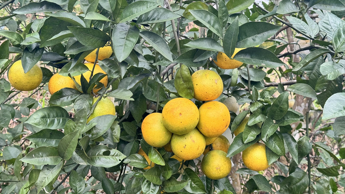 Năng suất, chất lượng, mẫu mã cam Vũ Quang ngày càng được nâng cao nhờ chú trọng sản xuất theo hướng hữu cơ. Ảnh: Ánh Nguyệt.