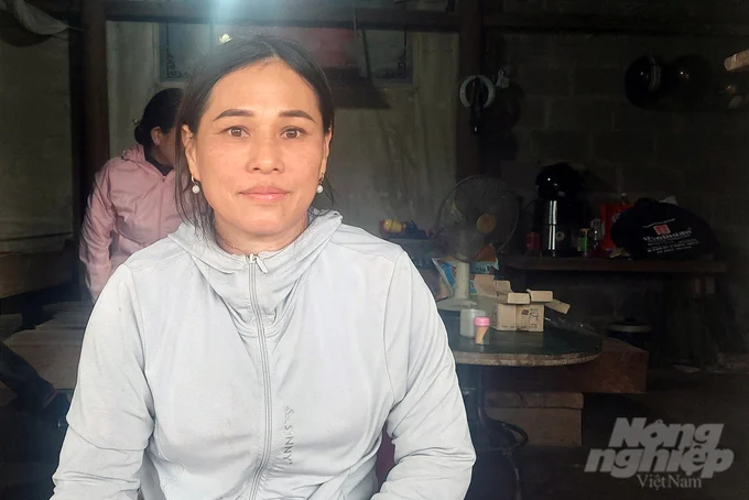 Ms. Nguyen Thi Lan and many households in Huong Phung commune said they did not bother harvesting because the price of coffee was too low. Photo: Vo Dung.