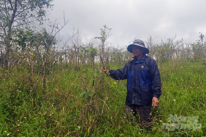 Without a sustainable solution, the Arabic coffee gardens in Huong Phung, which are famous for their delicious quality, will be abandoned or converted to other crops. Photo: Vo Dung.