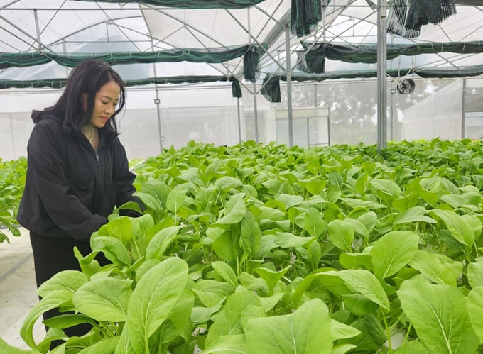 Chị Dương Thị Liên (trong ảnh), Giám đốc HTX Rau củ quả sạch Duy Tân kiên định với con đường sản xuất hữu cơ, lấy sự hài lòng của khách hàng là điều quan trọng nhất. Ảnh: Việt Khánh.