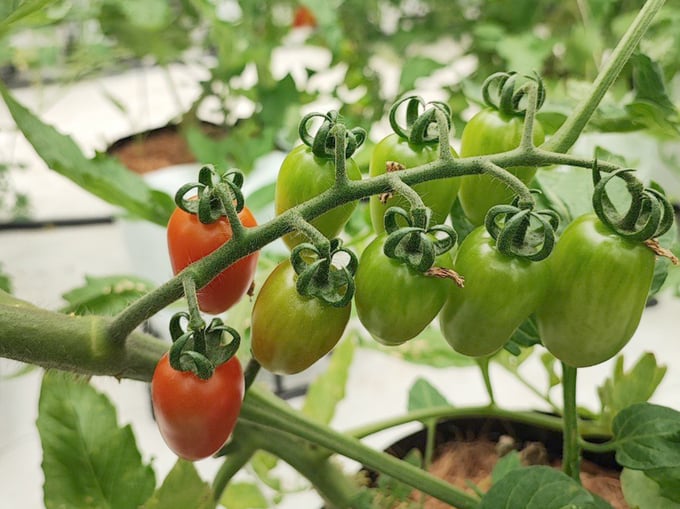 Các sản phẩm rau quả của Duy Tân Farm được sản xuất nghiêm ngặt theo quy tiêu chuẩn hữu cơ, được khách hàng đánh giá cao. Ảnh: Việt Khánh.