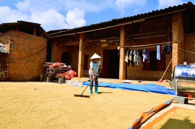 Phơi lúa trước sân một ngôi nhà truyền thống của người Tày. Ảnh: Dương Đình Tường.