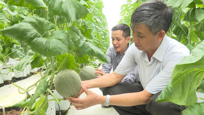 Mô hình trồng dưa lưới công nghệ cao của HTX nông nghiệp Thanh Bình, xã Văn Bình. Ảnh: Ánh Ngọc.