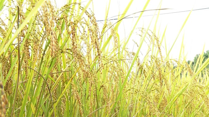 Llúa hữu cơ tại xã Yên Phong (huyện Chợ Đồn) rất sáng, sạch sâu bệnh dù không sử dụng thuốc BVTV. Ảnh: Ngọc Tú.