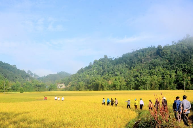 Cánh đồng lúa hữu cơ ở Yên Phong. Ảnh: Tư liệu.