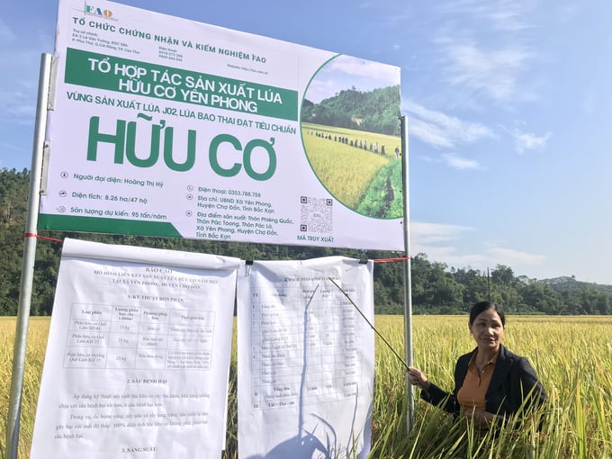 Vùng sản xuất lúa hữu cơ của xã Yên Phong. Ảnh: Tư liệu.
