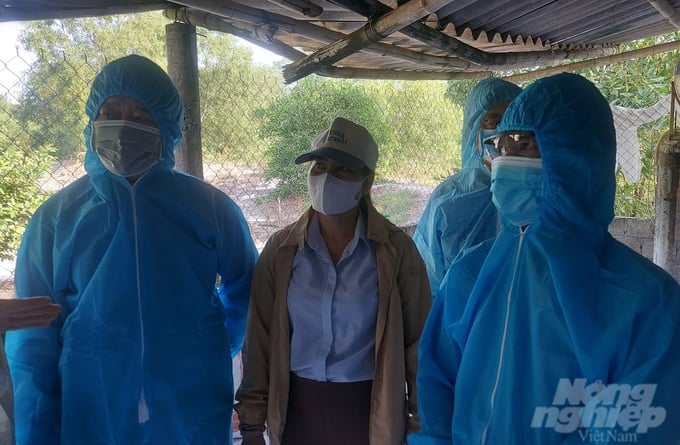 Livestock farmer’s carelessness is one of the reasons why African swine fever spreads widely. Photo: Vo Dung.