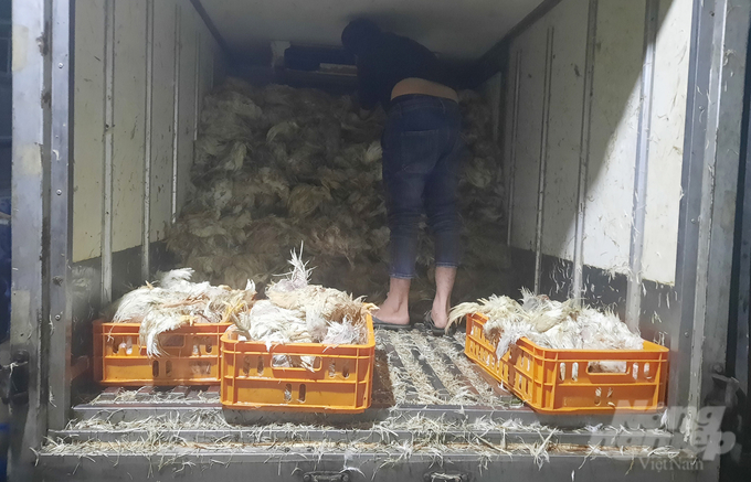 Dong Nai will strongly handle illegal slaughterhouses with many different measures, both managing the consumption stage and applying technology to trace product origin. Photo: Le Binh.