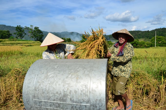 Tuốt lúa nếp Khẩu Nua Lếch. Ảnh: Dương Đình Tường.