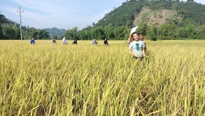 Niềm vui trên cánh đồng hữu cơ. Ảnh: Tư liệu.