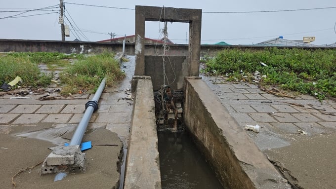 Nước thải trong ao nuôi được tuồn ra cống và đổ thẳng ra biển. Ảnh: Quốc Toản.