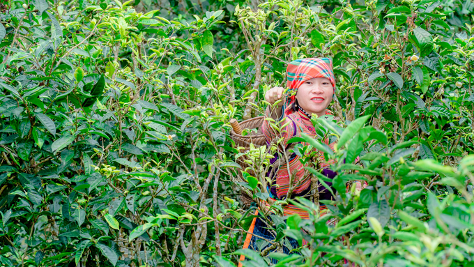 img_4049-074248_929.jpg Bà con vùng cao Mường Khương thu hái chè cổ thụ. Ảnh: H.Đ.