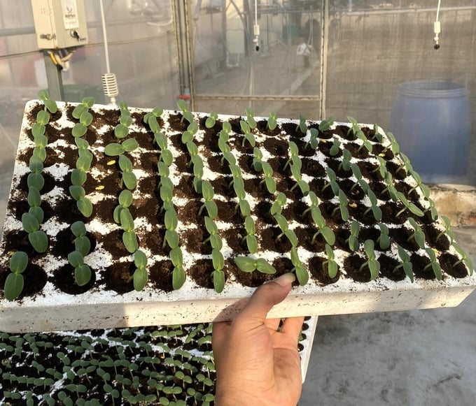 Mastering technology to enhance the value of agricultural products. Photo: Dinh Muoi.