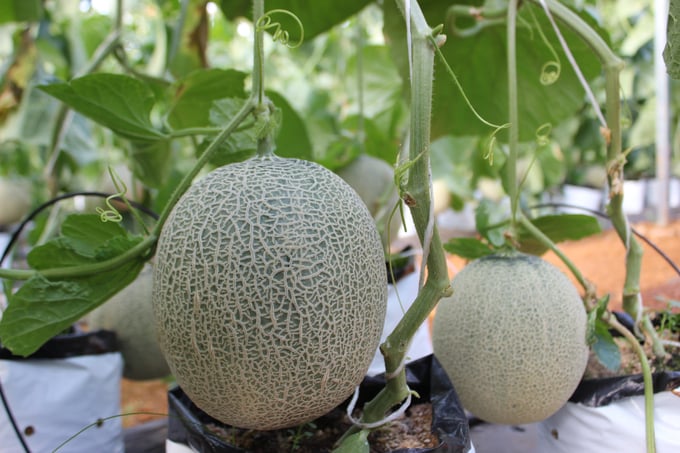 Dưa lưới rất phù hợp trồng trên đất Gia Lai. Ảnh: Tuấn Anh.