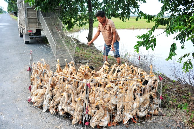 anh-3-131833_382-131834.jpg Mặc dù có một số đàn gia cầm chưa tới thời hạn tiêm phòng vacxin, ngành thú y cũng chủ động chỉ đạo cho tiêm vacxin sớm nhằm bảo vệ phòng dịch bệnh tốt hơn. Ảnh: Lê Hoàng Vũ.