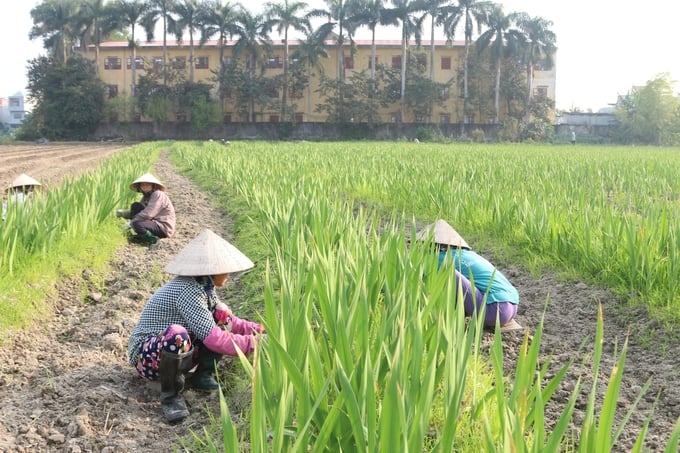 Several winter flower production models in Hai Phong city are generating a significant stream of revenue. Photo: Dinh Muoi.