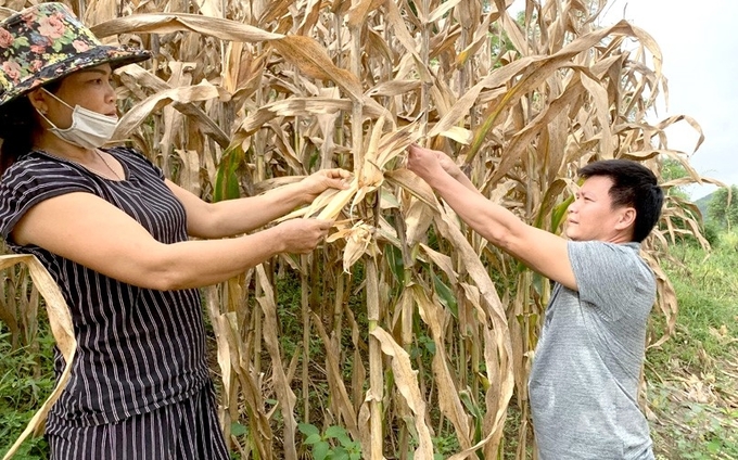 Người nông dân ở xã Tân Thành, huyện Hàm Yên đã từng 'khóc dở, mếu dở' vì ngô giống kém chất lượng. Ảnh: Đào Thanh.