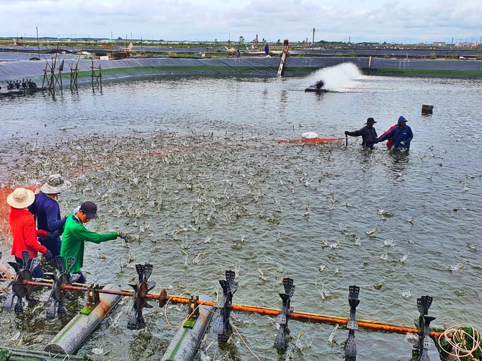 Năm 2023, diện tích nuôi thủy sản của địa phương tiếp tục giữ ổn định 74.000ha, sản lượng đạt 362.000 tấn. Ảnh: Kim Anh.