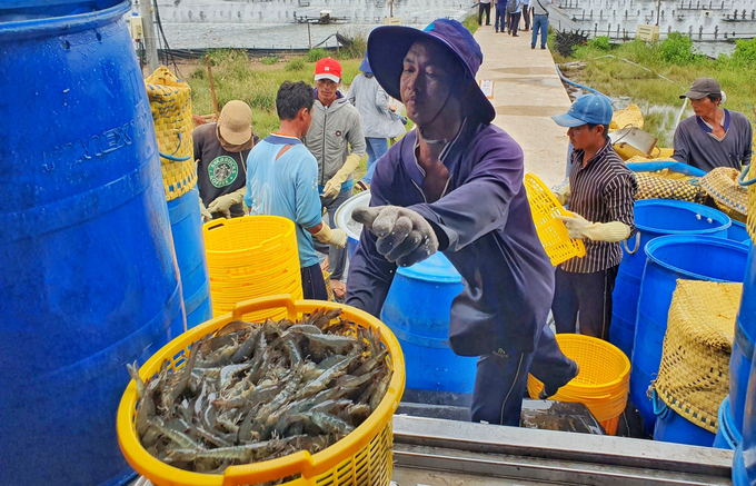 Sóc Trăng đã xây dựng một số mô hình sinh kế nuôi trồng thủy sản bền vững, thích ứng và ứng phó kịp thời với những thách thức, diễn biến bất thường của BĐKH. Ảnh: Kim Anh.