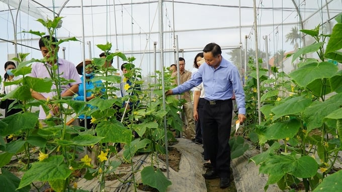 A winter vegetable production model in Kien Thuy district. Photo: Dinh Muoi.