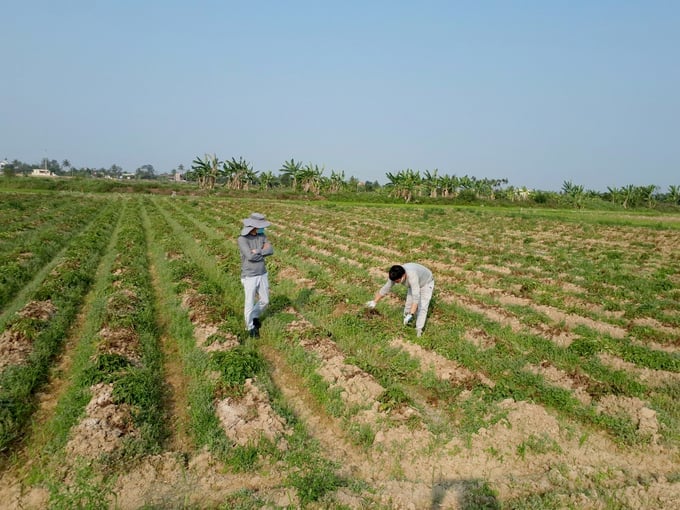 Maintaining a productive winter crop has become a challenging effort without effective product consumption and high value. Photo: Dinh Muoi.