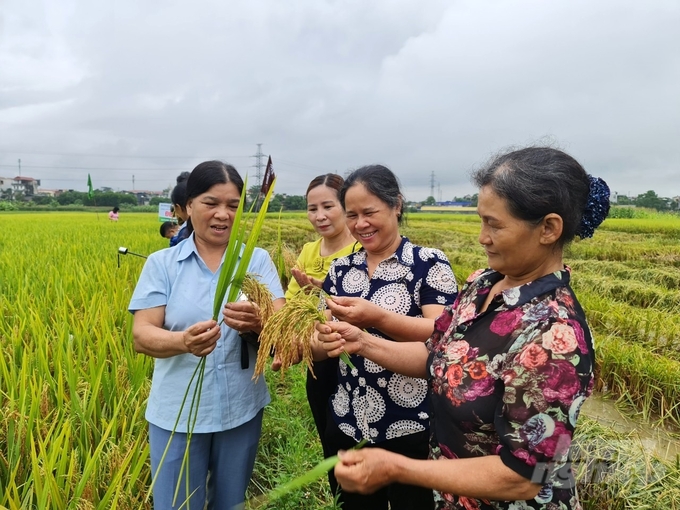 Nguồn giống chất lượng là cơ sở quan trọng tạo nên những mùa vụ bội thu. Ảnh: Đào Thanh.
