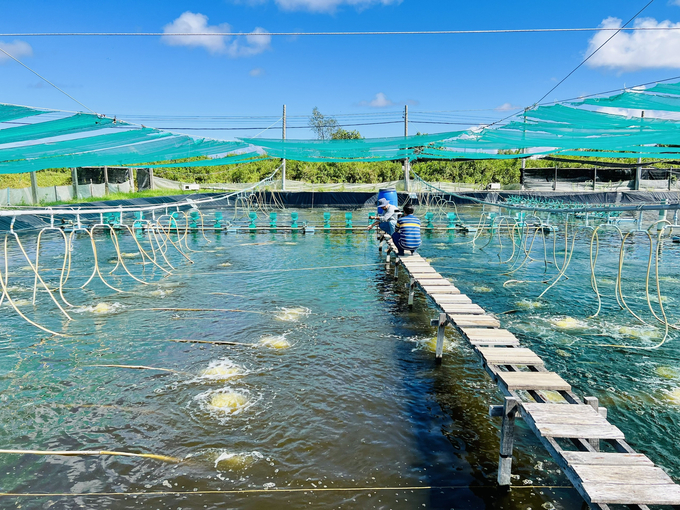 Nhiều địa phương có diện tích tôm nuôi của tỉnh Cà Mau xảy ra dịch bệnh. Ảnh: Trọng Linh.