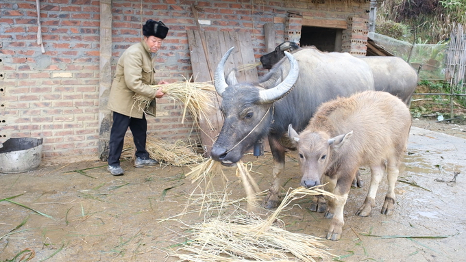 1-2-165825_243.jpg Con trâu là tài sản lớn đối với bà con vùng cao vì vậy chúng được chăm sóc cẩn thận trong mùa đông. Ảnh: Hải Đăng.