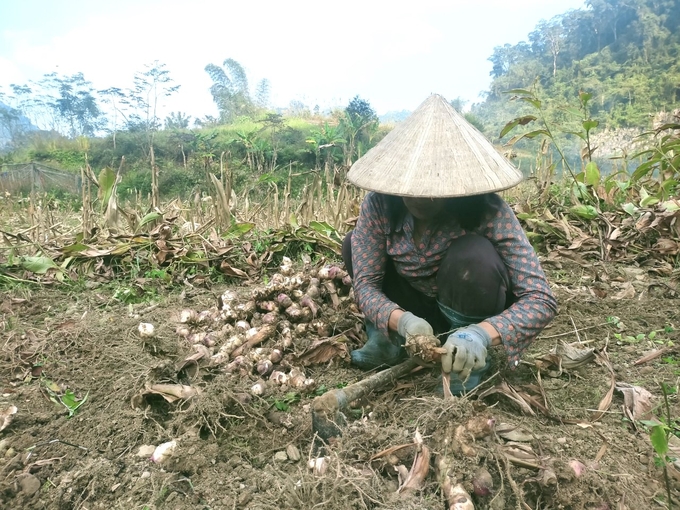 3-140825_335.jpg Dong riềng đang trở thành cây giảm nghèo ở Cao Sơn. Ảnh: Ngọc Tú.