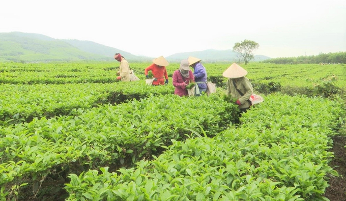 Các doanh nghiệp đang xây dựng thương hiệu chè theo tiêu chuẩn RA để vươn ra thị trường EU. Ảnh: Hưng Phúc. 