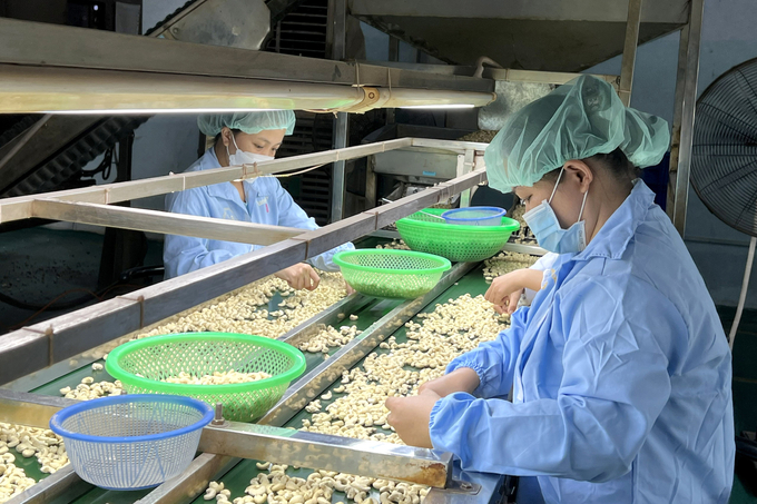Trung Quốc là thị trường lớn của hạt điều Việt Nam. Ảnh: Sơn Trang.