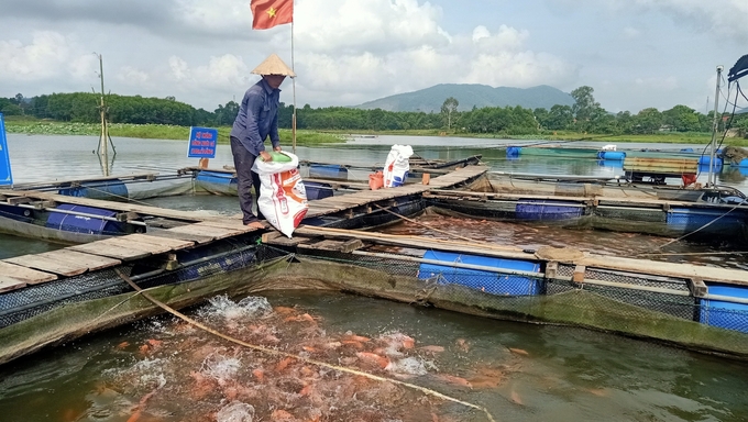 Theo anh Tuấn, nuôi cá diêu hồng khá đơn giản, mật độ nuôi cần phù hợp, giai đoạn nhỏ cho ăn 3 - 4 lần/ngày, cá lớn 2 lần/ngày. Ảnh: Ánh Nguyệt.