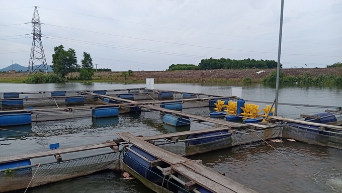 Hiện anh Tuấn đã mạnh dạn mở rộng mô hình nuôi cá diêu hồng lên 1.200m² với 26 lồng nuôi. Ảnh: Ánh Nguyệt.