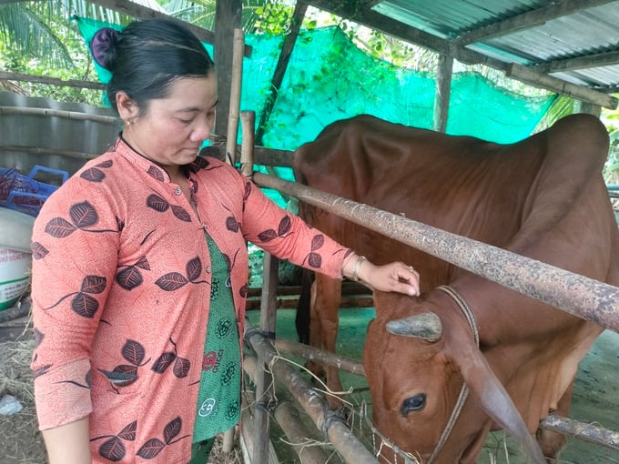 Sau giờ làm, chị Phúc tranh thủ cắt cỏ về cho bò ăn. Đến nay, bò lớn đã phối giống chuẩn bị sinh bê con. Ảnh: Minh Đảm.