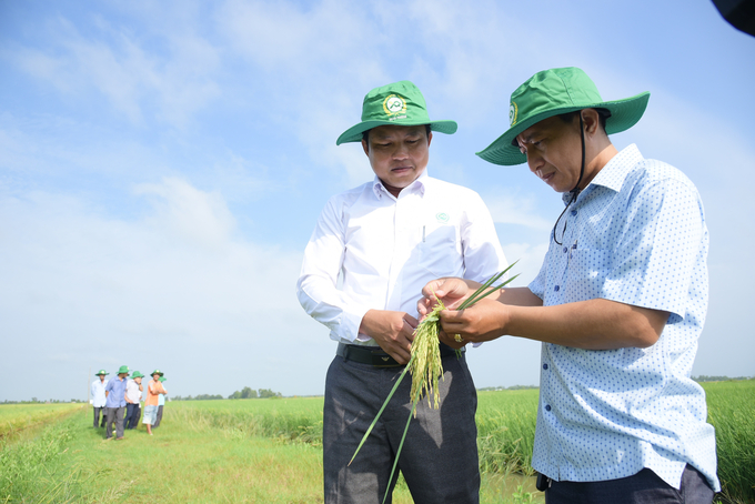 dvt_1200-162723_2.jpg Giống lúa ST24 trong mô hình phát triển tốt, sạch sâu bệnh, cho năng suất tăng từ 15 - 20% so với ruộng đối chứng. Ảnh: Diễm Trang.