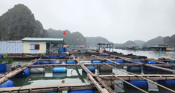 Nhiều hộ dân ở Cát Bà nuôi cá chim vây vàng. Ảnh: Đinh Mười.