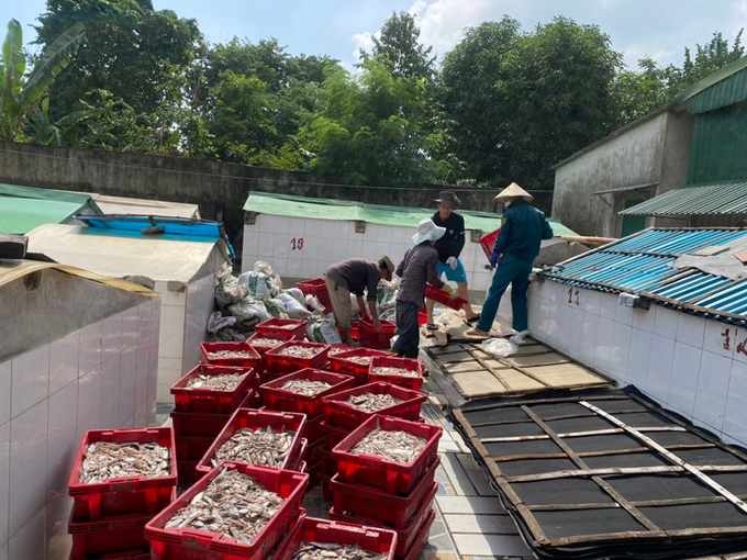 ca-noi-4-131248_253.jpeg Một loại cá nổi nhỏ được người dân Cát Hải sử dụng sản xuất nước mắm. Ảnh: Đinh Mười.
