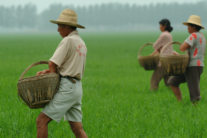 Chinese farmers understand the correct fertilization process, helping plants stay healthy and grow quickly. Photo: IRRI.