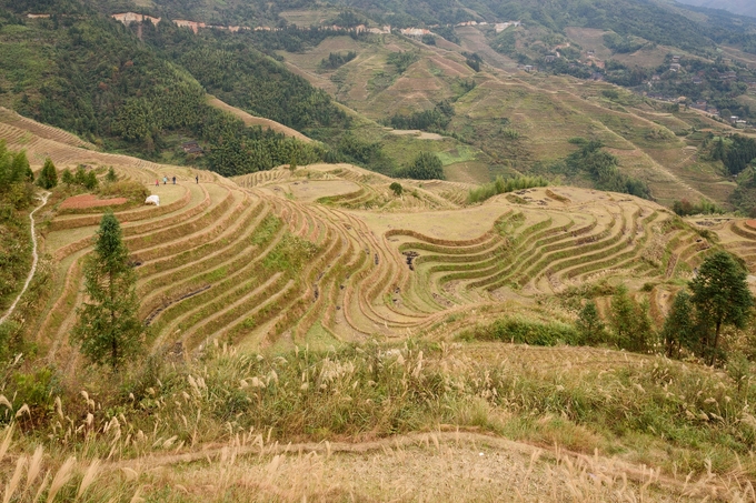 China is the world’s leading rice-producing country, contributing about 25% to global rice production.