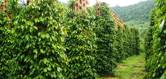 quy-trinh-trong-va-canh-tac-cay-ho-tieu-1000x480-094902_905.jpg Một vườn hồ tiêu chăm sóc đúng kỹ thuật. Ảnh: Tư liệu.